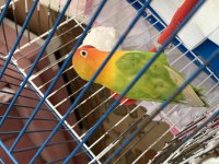 Cennet Sevda Papağanı