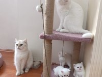 British Shorthair Kardeşler Yuva Arıyor