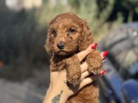 Toy Poodle Yavrularımız Yuvalarını Arıyor