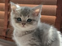 Silver erkek yavru kedimiz