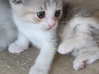 Yavru Kediler Ömürlük Sahiplerini Arıyor