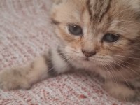 Kırçıllı Dişi British Shorthair Yavru