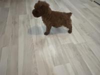 Tea Cup Toy Poodle