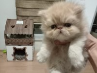 Safkan Şecereli İran Kedisi Bebekler