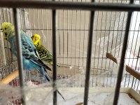 Jumbo muhabbet kuşu