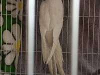 Yavru Sultan Papağanı