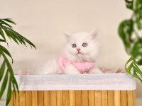 Erkek British Longhair Oyun Hamuru