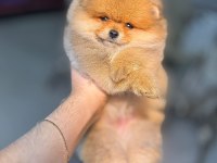 Pomeranian boo 0 numara yavrular
