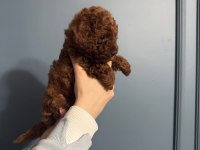 Toy Poodle Yavru Dişi
