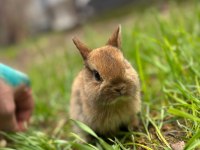 Safkan Cüce Tavşanlar Her İle Gönderim