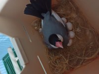 Java Takım Bülbüller