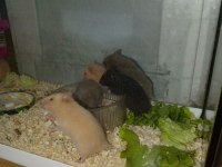 4 Haftalık Evcil Suriye Hamsterları Yeni Yuvalarını Bekliyor