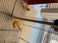 Genç 2025 Doğumlu Yavru Kanaryalar