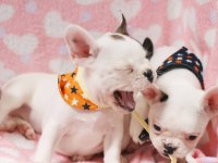 French Bulldog Yavrularımız