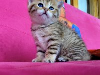 British Shorthair Golden Ve Silver Yavrularımız