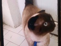 Mas Mavi Gözlü Dişi Siyam Kırması