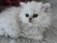 British Longhair Dişi Silver Yeşilgöz