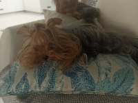 35 Günlük Erkek/Dişi Şecereli Yorkshire Terrier Bebekler