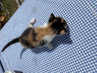 Tatlış Bebek Kedilere Yuva Arıyorum