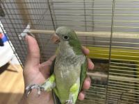 1.5 Aylık Full Evcil Oyuncu Ele Gelen Monk Papağanı