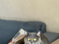 1 Yaşında Eğitimli British Shorthair