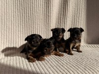 Teacup Yorkshire Terrier Ev Doğumlu Yavrular