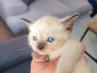 35 Günlük Siyam Kedisi Yavruları