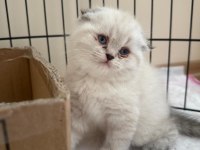 British Longhair-Shorthair Ve Scottish Fold Yavrular