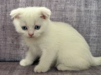 2 Aylık Scottish Fold Blue Point Yavrular