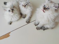 İki aylık british longhair eğitimliler