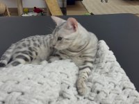 Gümüş Bengal Erkek 10 Aylık Sağlıklı Ve Uysal