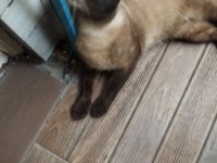 Yetişkin Siyam Kedisi