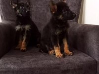 Sağlıklı alman kurdu yavrular