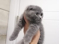 British Shorthair Ve Longhair Bebekler