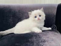 Ragdoll yavrular