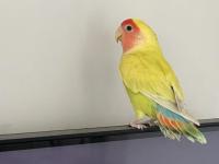 Yavru Cennet Papağanı 6 Aylık