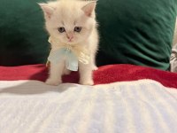 Beyaz Erkek Scottish Fold Bicolor
