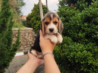 Irk Garantili Beagle Yavruları
