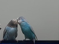 Anaç muhabbet kuşu