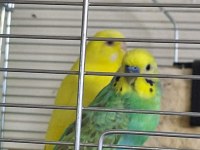 Rainbow Ve Lutino Takım Muhabbet Kuşu