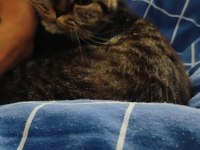 2 Yaşında Kısır Scottish Fold