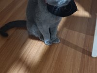 British Shorthair Kedimi Sahiplendirmek İstiyorum