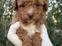 Erkek toy poodle gerçek kalite isteyene