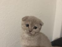 Uyguna ev ortamında yetişme yavru kedimiz