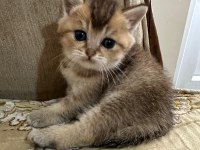 Minik gözlerle büyük aşklar başlar black golden british yavru