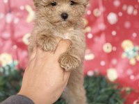 Tüy Yumağı Maltipoo