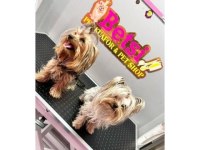 Teacup Mini Yorkshire Terrier