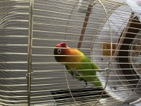 Cennet Papağanımız