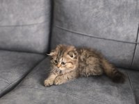 British Longhair Bebeklerim Yuva Arıyor