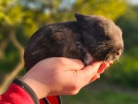 Hollanda cüce tavşanı bebeklerimiz yeni yuvalarını arıyor